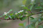 Dwarf hawthorn